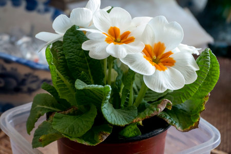 bright delicate flowers of white primrose in a pot on the windowsill, macroの写真素材