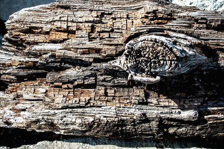 texture of the surface of an old cracked board that has been lying outdoors for many yearsの写真素材