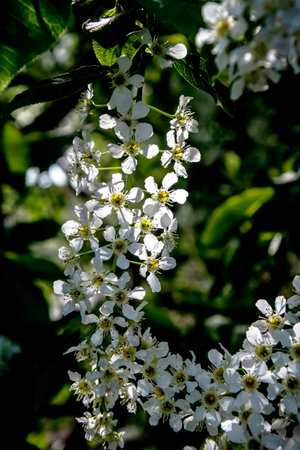 White brushes of cherry blossoms on a natural spring backgroundの写真素材