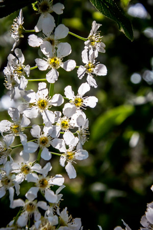 White brushes of cherry blossoms on a natural spring backgroundの写真素材