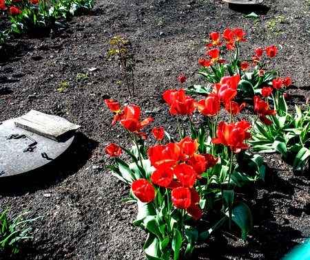 fresh bright red tulips on the garden bedの写真素材