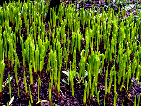 slender green lily of the valley sprouts on a spring garden bedの写真素材