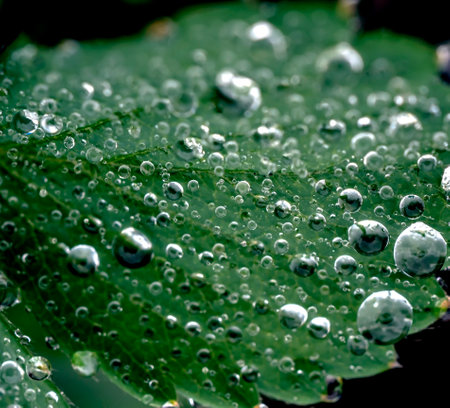 morning dew drops on a green leaf