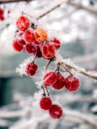 red frozen viburnum berries covered with snowの写真素材