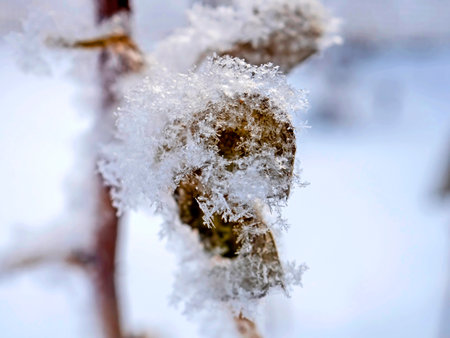 autumn leaves covered with the first snow on a tree branchの写真素材