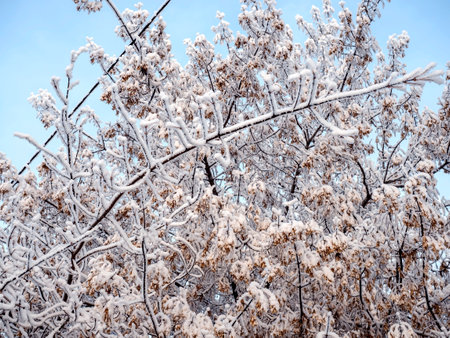 Beautiful winter trees covered with frost and snowの写真素材