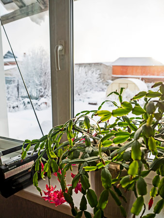 Blooming Christmas cactus in a pot on the windowsillの写真素材