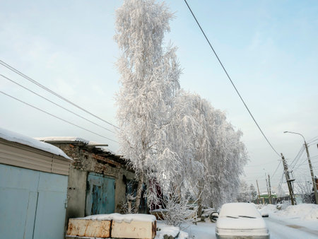 winter landscape with a tree covered with snow and frostの写真素材