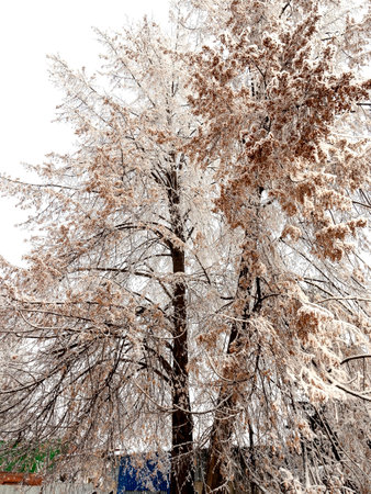 tree branches covered with frost and snowの写真素材