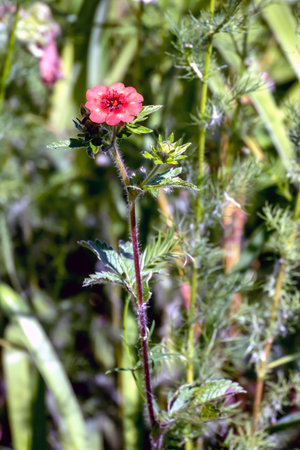 a bright and beautiful spring flower illuminated by the sunの写真素材