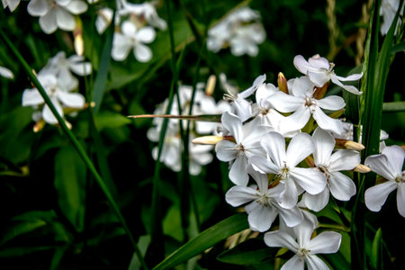 beautiful white fragrant flowers are used in medicineの写真素材