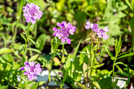 bright pink spring flower illuminated by the sunの写真素材