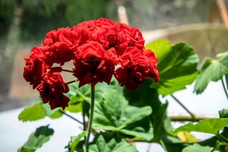 red rosebud carnation blooms in a pot on the windowsillの写真素材