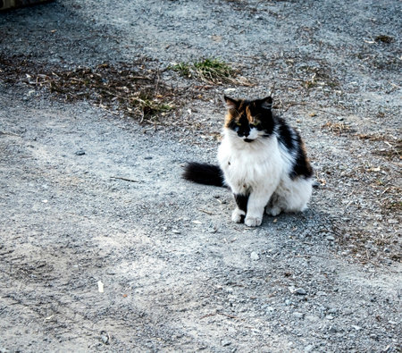 A cat sits on the roadの写真素材