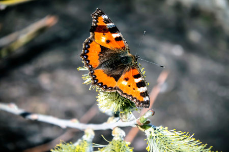 a bright orange butterfly with the Latin name Aglais urticae on a flowering willowの写真素材