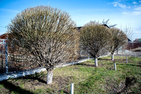 trees trimmed in the shape of a ballの写真素材