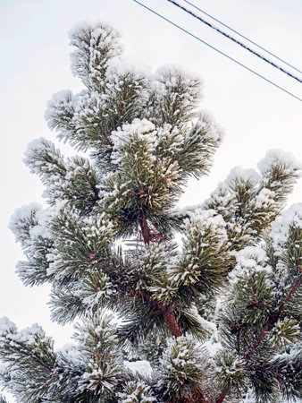 pine branches covered with fresh fluffy snowの写真素材