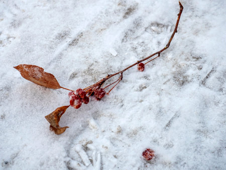 a broken branch with frozen viburnum berries in the snowの写真素材
