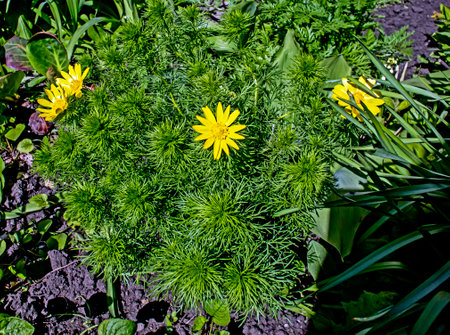 a beautiful forest plant with yellow flowers illuminated by the spring sun, used in medicineの写真素材