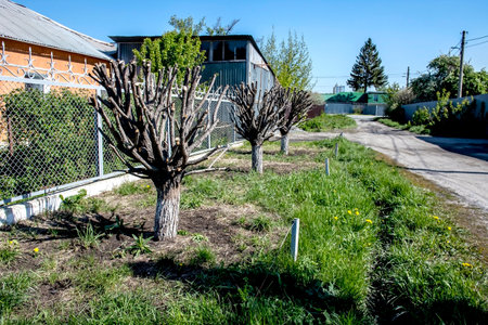 trees trimmed in the shape of a ball will soon begin to turn green in spring.