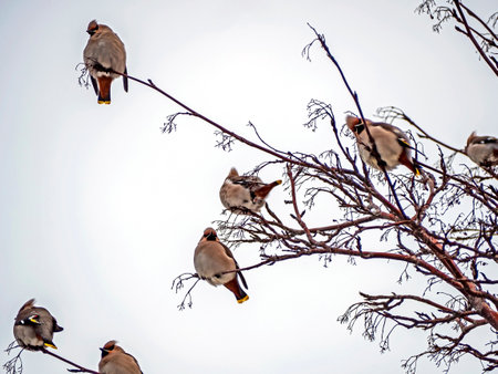 whistling on winter mountain ash branchesの写真素材