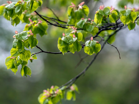 inflorescences of small-leaved linden in the city park in early springの写真素材