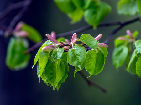 inflorescences of small-leaved linden (Tilia cordata) in the city park in early springの写真素材
