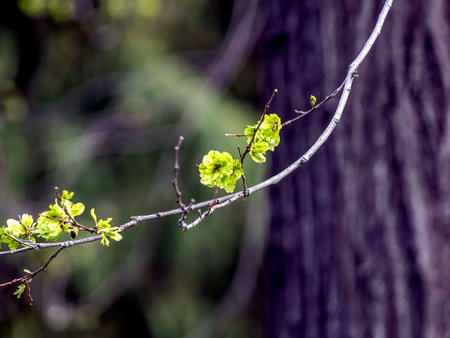 The maple blooms in the city park in springの写真素材