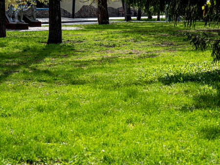 green spring lawn in the park illuminated by the morning sunの写真素材