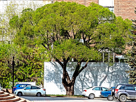an old tree puts out young green leaves in an urban environmentの写真素材