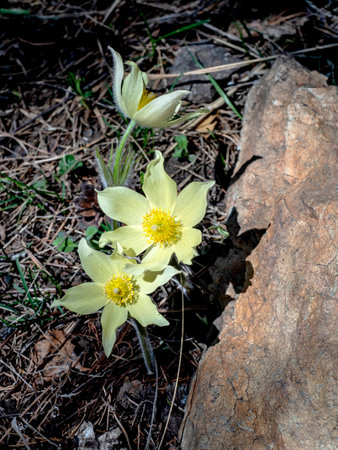 yellow snowdrop (Latin Pulsatilla orientali-sibirica) grows in spring near the stone, the first spring forest flowersの写真素材