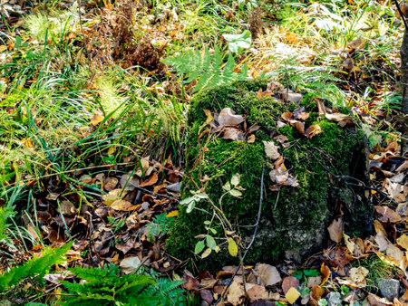 yellow autumn leaves on green moss in the forestの写真素材