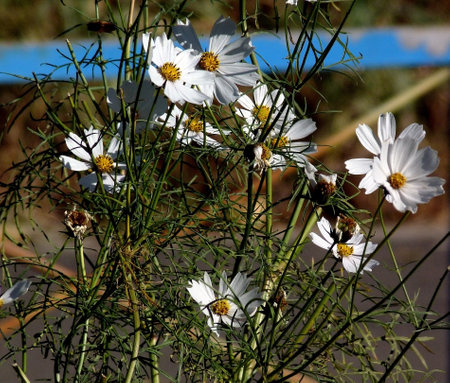 white cosmos flowers on a natural backgroundの写真素材