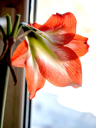 a large bright red amaryllis flower on a blurred background outside the windowの写真素材