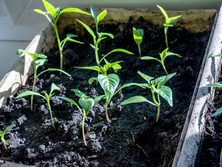 pepper seedlings in the box grow in spring on the windowsillの写真素材