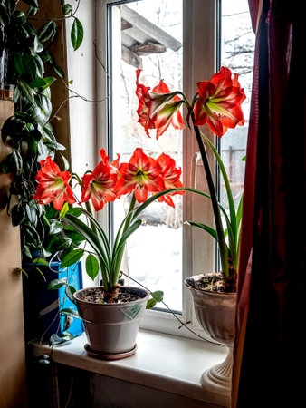 In spring, a beautiful amaryllis flower bloomed in a pot on the windowsill against the background of a blurred landscape outside the windowの写真素材
