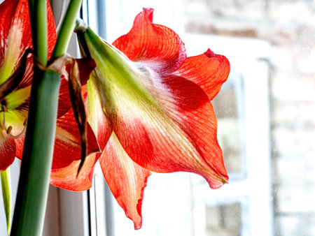 In spring, a beautiful amaryllis flower bloomed in a pot on the windowsill against the background of a blurred landscape outside the windowの写真素材