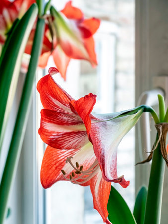 In spring, a beautiful amaryllis flower bloomed in a pot on the windowsill against the background of a blurred landscape outside the windowの写真素材