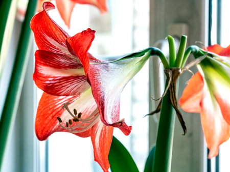 In spring, a beautiful amaryllis flower bloomed in a pot on the windowsill against the background of a blurred landscape outside the windowの写真素材
