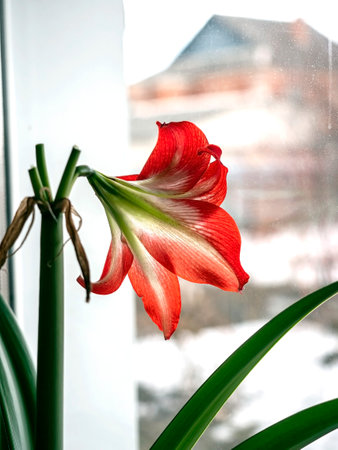 A beautiful amaryllis flower bloomed in a pot on the windowsillの写真素材