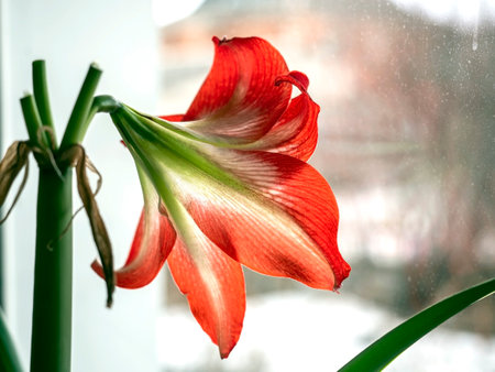A beautiful amaryllis flower bloomed in a pot on the windowsillの写真素材