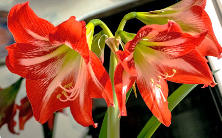 a large bright red amaryllis flower on a blurred background outside the windowの写真素材