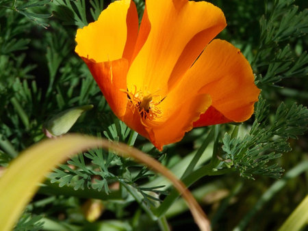 bright yellow flowers with the Latin name Eschscholzia californica in the gardenの写真素材