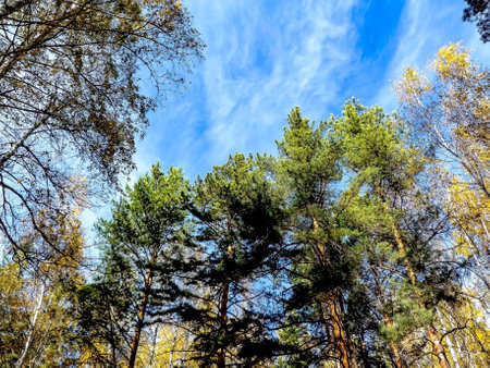 Autumn forest landscape in the early morningの写真素材