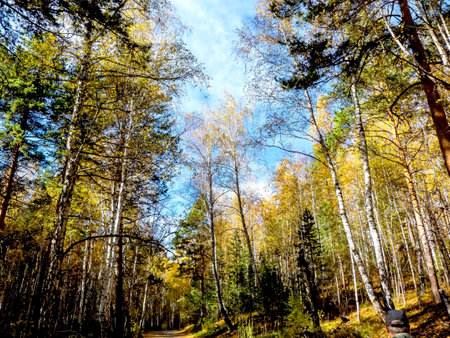 Autumn forest landscape in the early morning. Colorful trees illuminated by the sun, bright blue skyの写真素材