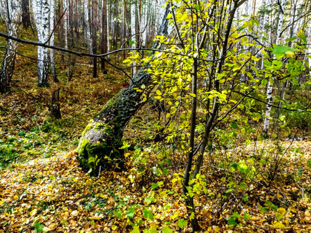 Autumn forest landscape in the early morningの写真素材