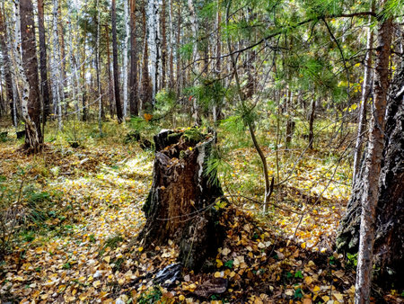 Autumn forest landscape in the early morning, an old tree stump in the foreground covered with mossの写真素材