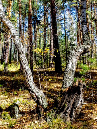 Autumn forest landscape in the early morningの写真素材
