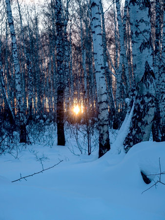 winter birch forest in the evening, the orange sun is visible through the trees, it is eveningの写真素材