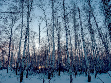 Winter frosty landscape with sunset in birch forestの写真素材